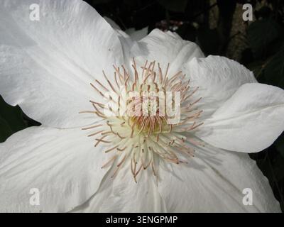Clematis Fuyu-no-tabi Hybrid, erkennbar an seinen großen, cremeweißen Sepalen und kontrastierenden dunkelroten Staubblättern Stockfoto