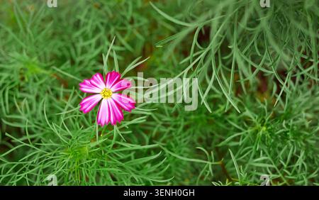 Top-Down-Makroaufnahme einer einsamen, leuchtenden rosa und weißen Kosmos-Blume (Cosmos bipinnatus). Die zarte Blüte ist von feinem, fadenförmigem Gr umgeben Stockfoto