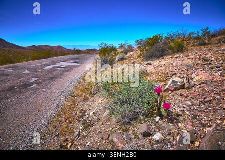 Desert Roadside mit blühender rosafarbener Kaktusblüte und Wildblumen im Frühling Stockfoto