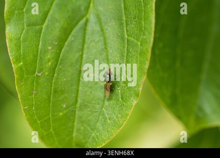 Rasting Black-horned Gem Fly (Microchrysa polita), eine Soldatenfliege, im Richmond Park, Surrey Stockfoto
