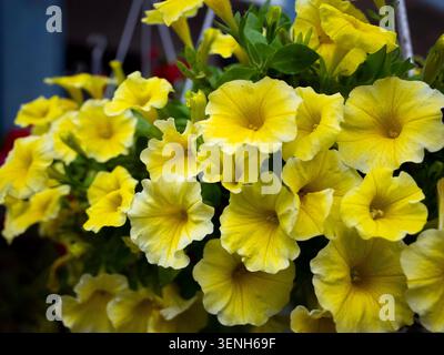 Nahaufnahme einer lebhaften Gruppe von leuchtend gelben Petunie-Blüten, die in einem Hängekorb blühen. Stockfoto