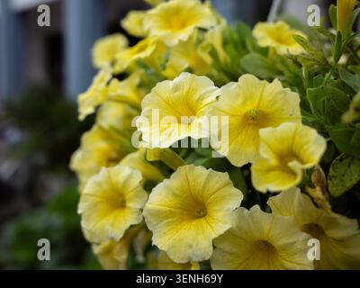Nahaufnahme einer lebhaften Gruppe von leuchtend gelben Petunie-Blüten, die in einem Hängekorb blühen. Stockfoto