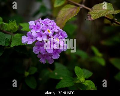 Nahaufnahme einer lebhaften Ansammlung violetter Lantana-Blüten, die inmitten üppig grüner Blätter blühen. Stockfoto