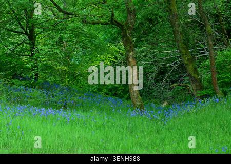 Frühlingsblumen auf üppig grünen Waldböden unter bemoosten Bäumen Stockfoto