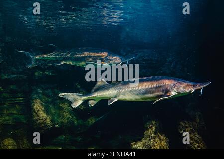 Kaluga-Störe, huso dauricus. Sturgeon schwimmt in einem großen Aquarium im Ozeanarium. Stockfoto