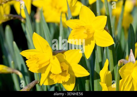 Narzissen (Narzissen), Nahaufnahme mit Fokus auf ein paar offene Blumen, die im Frühjahr in einem öffentlichen Park wachsen. Stockfoto