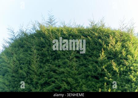 Detaillierte Nahaufnahme eines lebendigen grünen Zypressenheckenbusches oder Nadelbaumlaubs unter einem hellen, klaren Himmel mit natürlicher Beleuchtung. Stockfoto