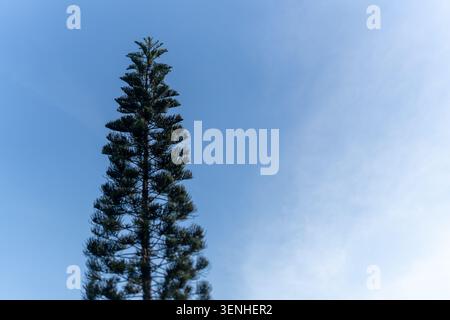 Niedrig gewinkelte Aufnahme eines leuchtend grünen Kiefernbaums, der nach oben zeigt, vor einem klaren, soliden blauen Himmel mit Platz für Text. Stockfoto