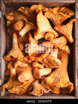 Frische Pfifferlinge in Holzkiste mit natürlichem Licht. Waldernte, Herbstpilze, Bio-Zutaten Stockfoto
