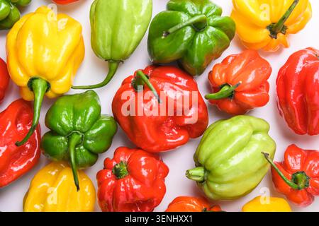 Blick aus der Nähe auf verschiedene Habanero-Paprika vor weißem Hintergrund, natürliche Farbvariationen. Scharfe Chili-Mischung, Bio-Gemüse, kontrastreiche Zusammensetzung Stockfoto