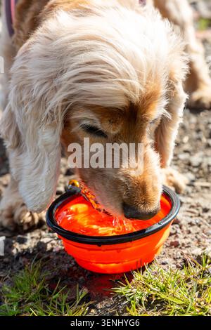 Ein englischer Cocker Spaniel Hund trinkt Wasser aus einer tragbaren, zusammenklappbaren Tierschale. Stockfoto