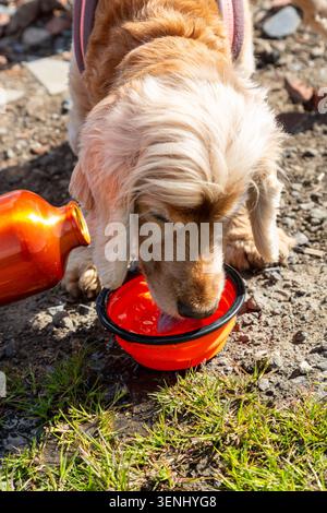 Ein englischer Cocker Spaniel Hund trinkt Wasser aus einer tragbaren, zusammenklappbaren Tierschale. Stockfoto