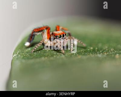 Extreme Nahaufnahme einer farbenfrohen springenden Spinne (Salticidae) mit auffälligen Augen auf einem natürlichen grünen Hintergrund in Frankreich. Stockfoto