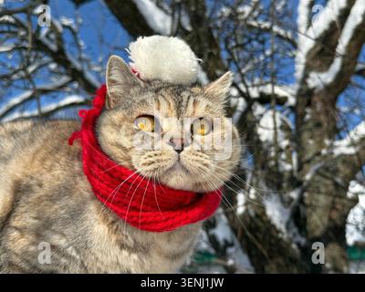 362at in einer albernen Mütze in einem verschneiten Wintergarten Stockfoto