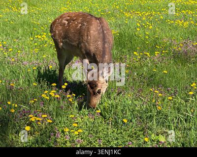 Junge Hirsche weiden auf der Wiese voller üppiger Gras und Löwenzahn Stockfoto