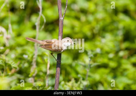 Sylvia communis, erwachsenes Weibchen auf dem Stiel mit Futter für Küken im Schnabel, Suffolk, England, Mai Stockfoto