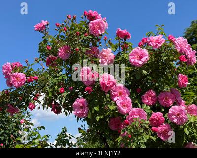 Baum Rose Standard rosa Blumen im Garten. Stockfoto