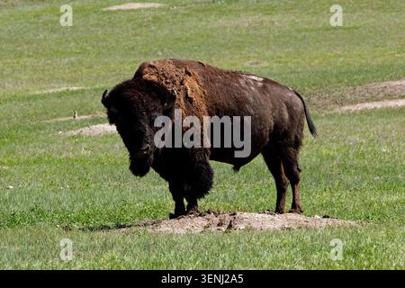 Majestätische amerikanische Bisons stehen hoch in einer sonnendurchfluteten Graslandschaft Stockfoto