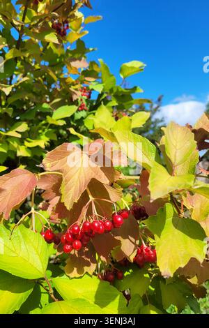 Herbstviburnum-Zweige mit hellgelblichem Laub und roten Beeren vor blauem Himmel an einem sonnigen Tag. Natürlicher Herbsthintergrund mit Viburnum. Stockfoto
