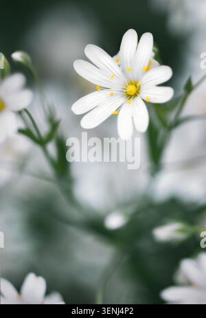 Traumhafter Schuss von weißen kleinen Sternenfrühlingsblüten auf dunklem, verschwommenem Hintergrund im vertikalen Format Stockfoto