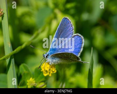 Der Oberflügel eines Gewöhnlichen Bläuling oder Europäischen Bläulings Polyommatus icarus. Stockfoto
