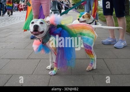 Glücklicher Hund, der an einer farbenfrohen Pride Parade teilnimmt Stockfoto