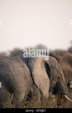 Nahaufnahme eines afrikanischen Elefanten, der im goldenen Abendlicht auf der Serengeti-Ebene in Tansania speist. Stockfoto