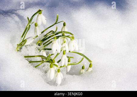 Schneeglöckchen ziehen durch schmelzenden Schnee, ein sanftes Versprechen, dass der Frühling nahe ist und wärmere Tage auf dem Weg sind. Stockfoto
