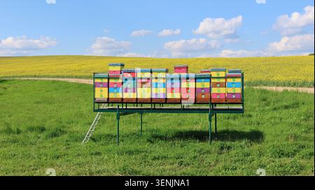 Bunte Bienenstöcke stehen auf einem grünen Feld. Gelbe Blüten erstrecken sich über den Horizont. Blauer Himmel mit weichen weißen Wolken darüber. Bienenstöcke auf einer Meta Stockfoto