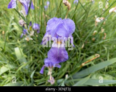 Schöne lila Iris Blume blüht auf einem grünen grasbewachsenen Hintergrund in einem Frühlingsgarten. Stockfoto