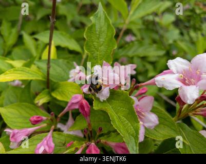 Hummel bedeckt mit gelbem Pollen, die in einem üppigen Frühlingsgarten auf rosafarbenen weigela-Blüten auf der Suche nach rosa weigela-Blüten ist. Stockfoto