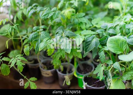 Junge Tomatenpflanzen stehen in kleinen Töpfen auf einem Tisch in einem Gewächshaus. Sie erhalten Sonnenlicht und reichen Boden. Die Pflanzen zeigen gesunde grüne Blätter. Stockfoto