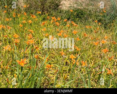 Feld mit orangefarbenen Taglilienblüten, die an einem sonnigen Tag auf einer wilden Graswiese blühen. Stockfoto