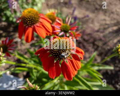 Honigbiene auf der Suche nach einer orangen Echinacea coneflower, die in einem sonnigen Garten blüht. Stockfoto