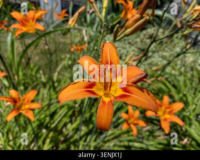 Makroaufnahme einer orangen Taglilienblume, die in einem sonnigen Garten blüht. Stockfoto