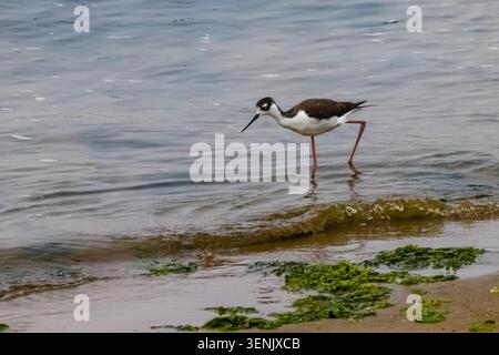 Schwarzhalsstelze, Himantopus mexicanus, ernährt sich im Salzwasser nahe Monterey Bay, Kalifornien, USA Stockfoto