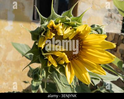 Nahaufnahme einer gelben Sonnenblume, die sich von einer Knospe in einem rustikalen Garten öffnet. Stockfoto