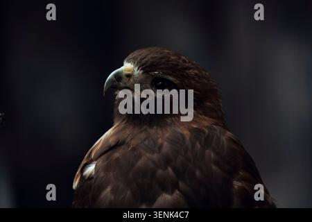 Nahaufnahme des Kopfes eines Rotschwanzfalken Stockfoto