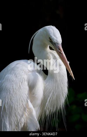 Nahaufnahme eines großen weißen Reihers Stockfoto
