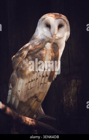 Porträt einer Schleiereule Stockfoto