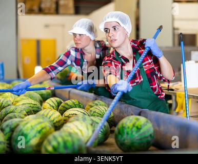 Hispanische Frau, die an der Wassermelonen-Sortierlinie im Obstlager arbeitet Stockfoto