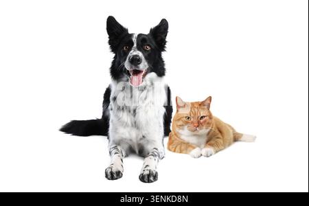 Süße Katze und Hund isoliert auf weiß Stockfoto