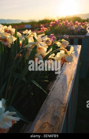 Blumen Stockfoto