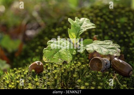 Nahaufnahme eines Eichensämlings (Quercus), der auf moosbedecktem Boden im Wald wächst, umgeben von Eicheln, Deutschland Stockfoto