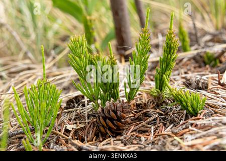 Junge auftauchende Triebe von Equisetum arvense (Acker-Schachtelhalm oder Schachtelhalm) im Waldboden zwischen Kiefernnadeln und -Kegeln im Frühjahr. Stockfoto
