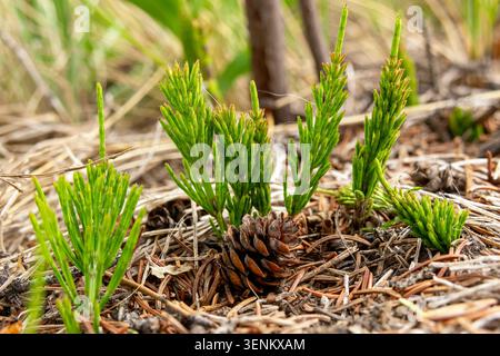 Junge auftauchende Triebe von Equisetum arvense (Acker-Schachtelhalm oder Schachtelhalm) im Waldboden zwischen Kiefernnadeln und -Kegeln im Frühjahr. Stockfoto