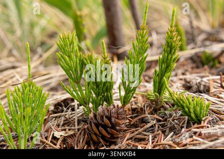 Junge auftauchende Triebe von Equisetum arvense (Acker-Schachtelhalm oder Schachtelhalm) im Waldboden zwischen Kiefernnadeln und -Kegeln im Frühjahr. Stockfoto