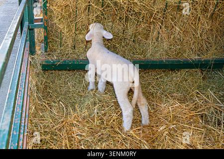 Kleines junges Lamm, das auf trockenem Heu auf dem Bauernhof auf dem Land steht Stockfoto