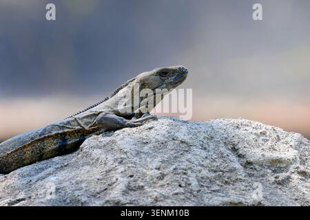 Black Iguana hockt auf einem Rock Side Profile Nahaufnahme Stockfoto