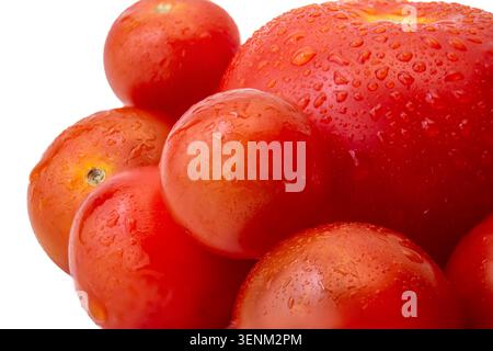 Eine große reife Tomate und ein Haufen kleiner Kirschtomaten bedeckt mit Wassertröpfchen isoliert auf weißem Hintergrund Stockfoto